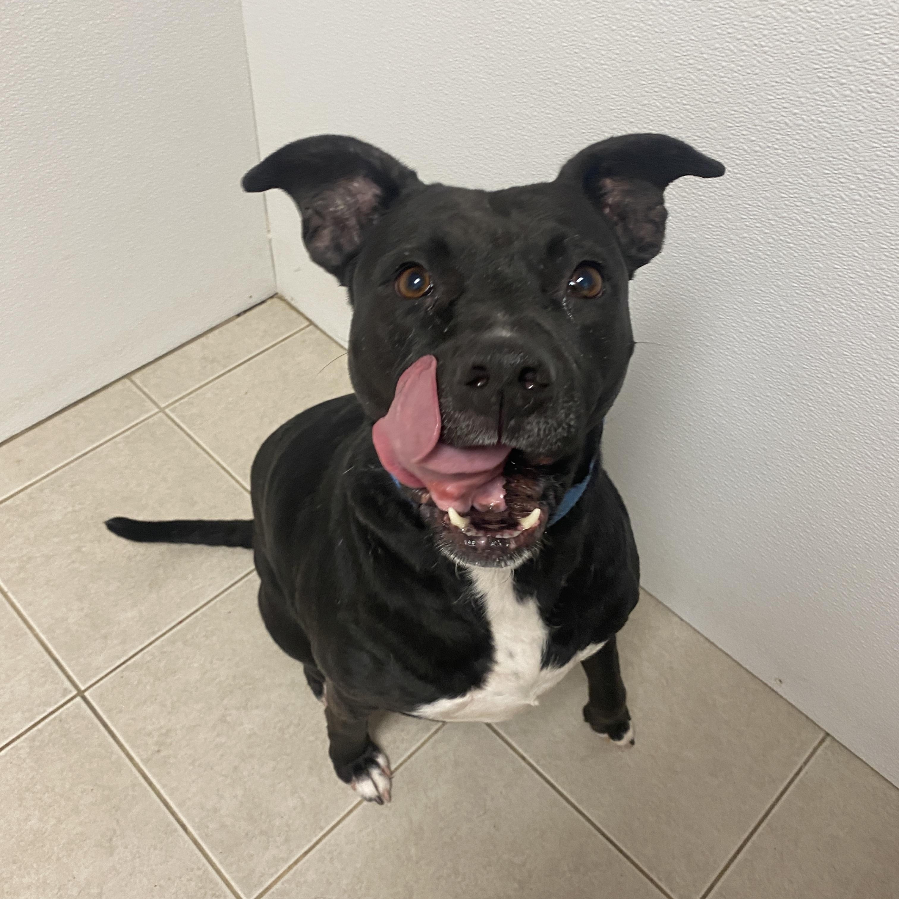 Enlarge Luna, an adoptable mixed breed in Elyria, OH image 3/5