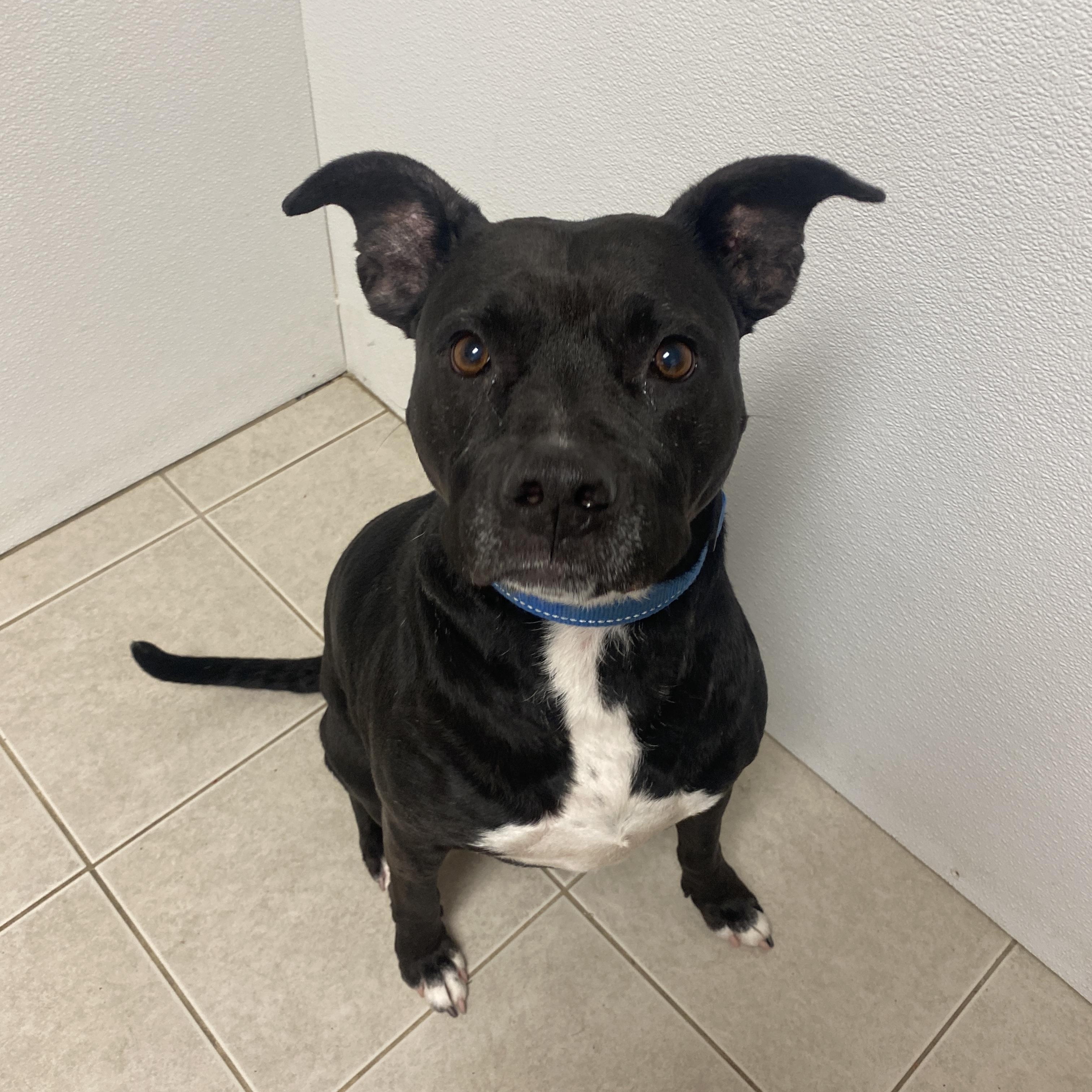 Enlarge Luna, an adoptable mixed breed in Elyria, OH image 4/5