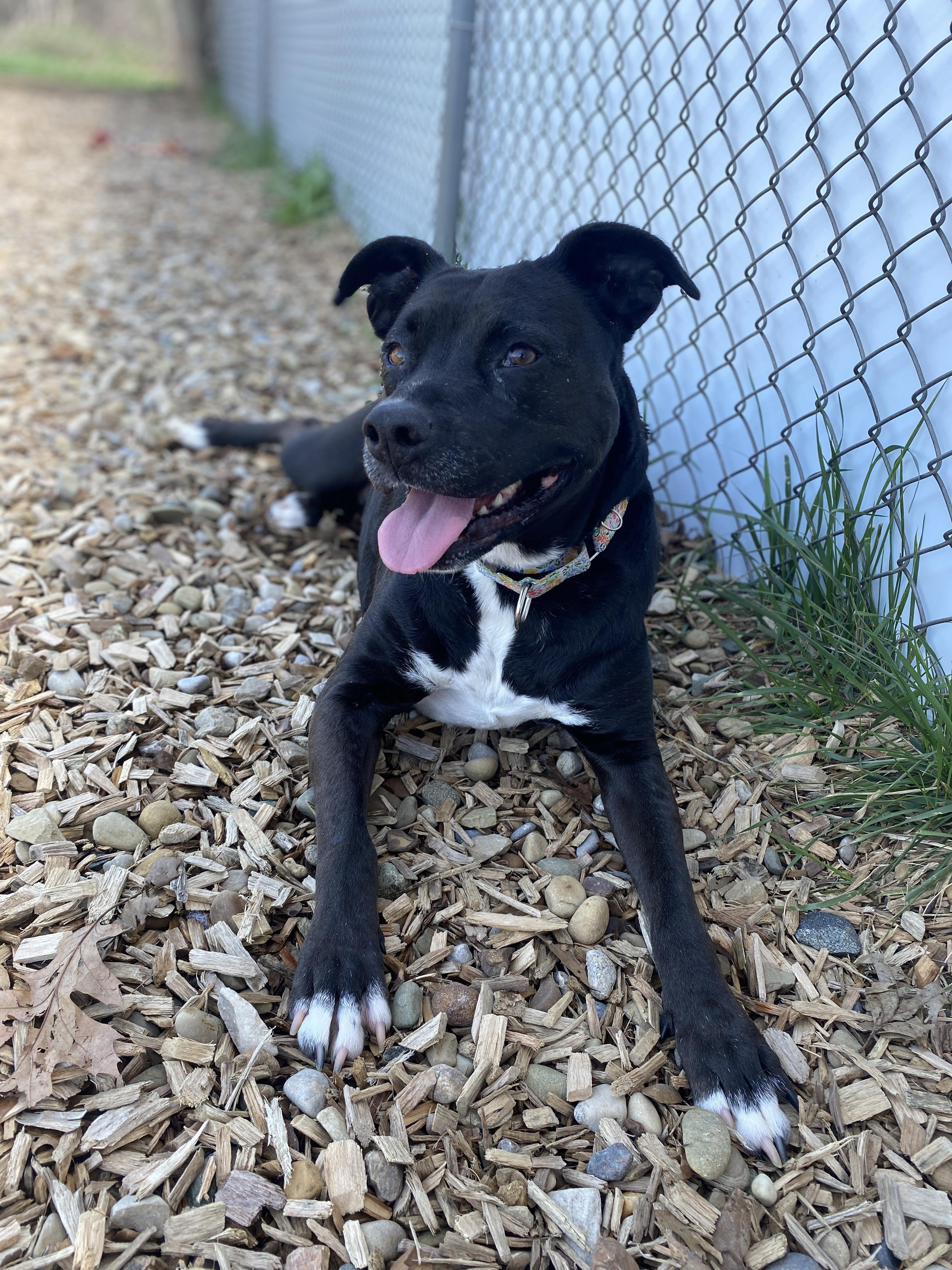 Enlarge Luna Ask to Meet!, an adoptable mixed breed in Elyria, OH image 6/6