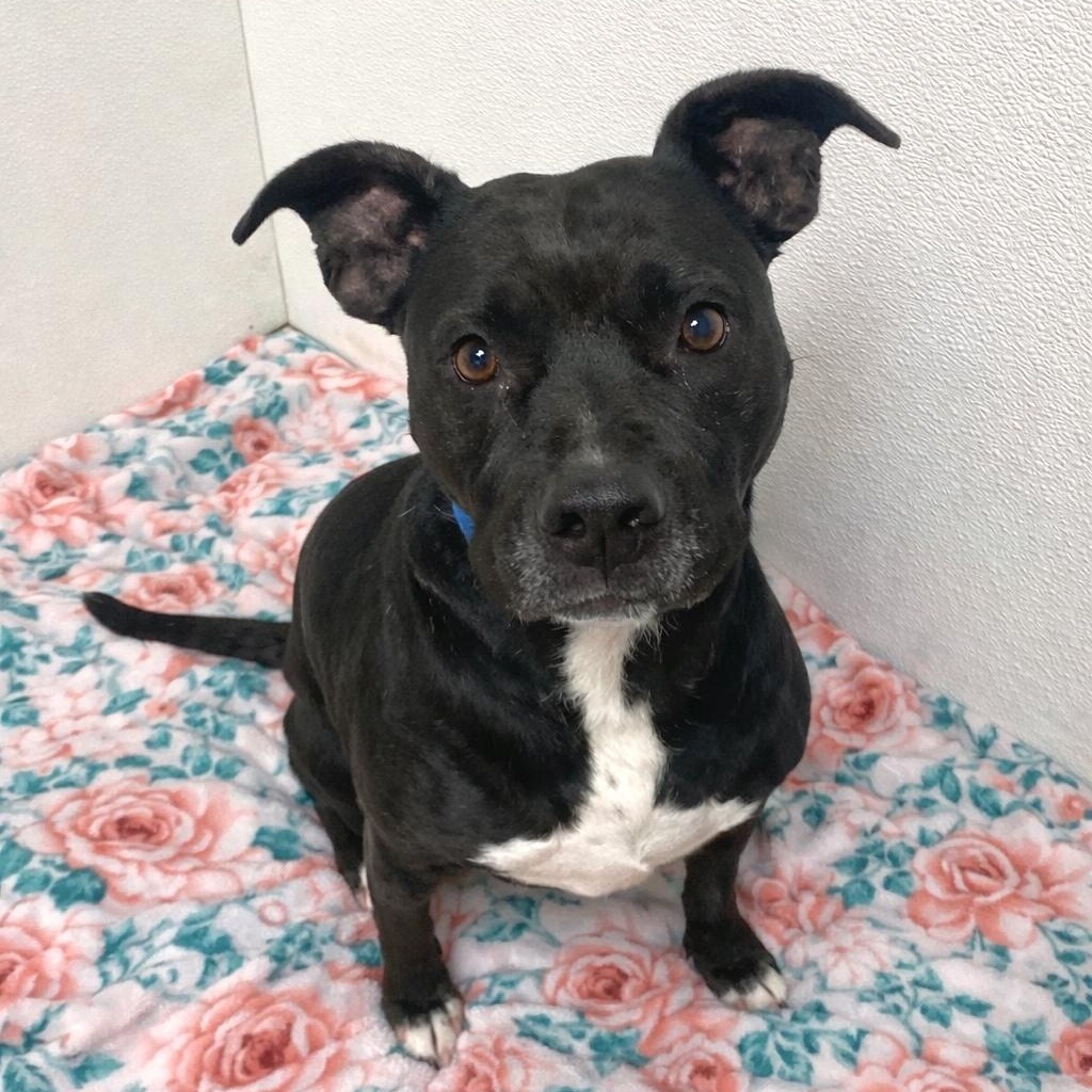 Enlarge Luna, an adoptable mixed breed in Elyria, OH image 1/5