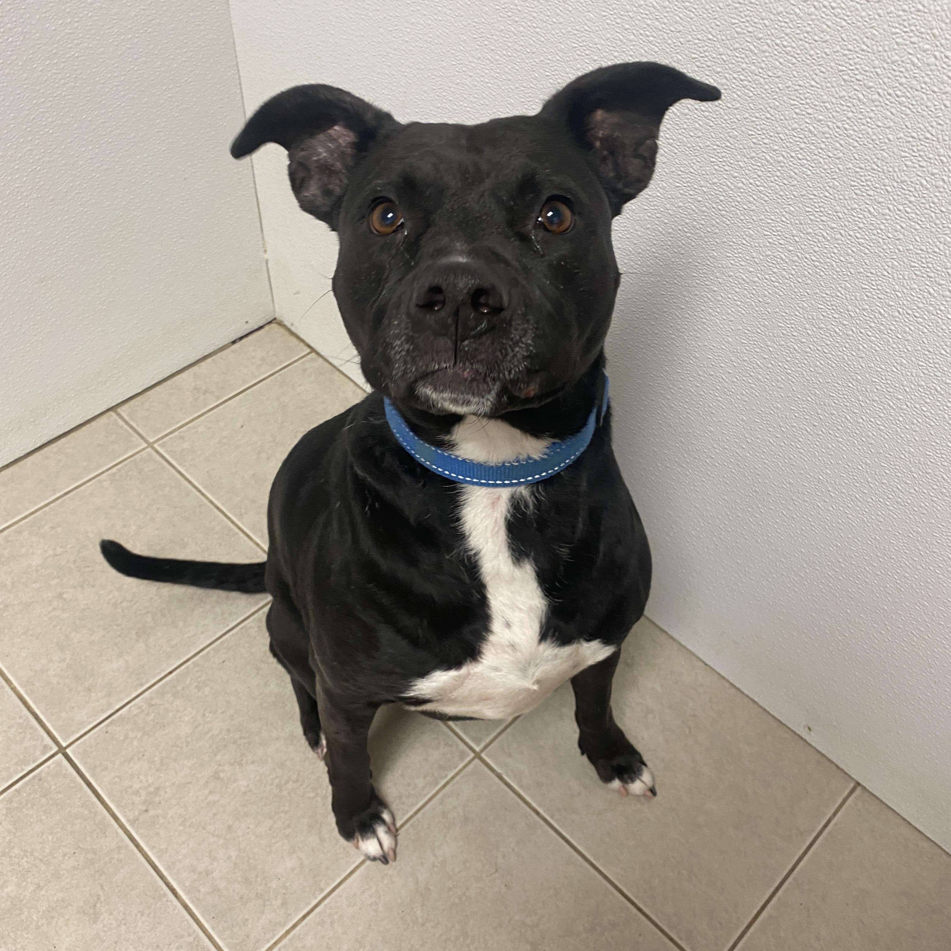 Enlarge Luna, an adoptable mixed breed in Elyria, OH image 5/5