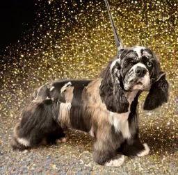 Millie, Adoptable, Adult Female Cocker Spaniel.