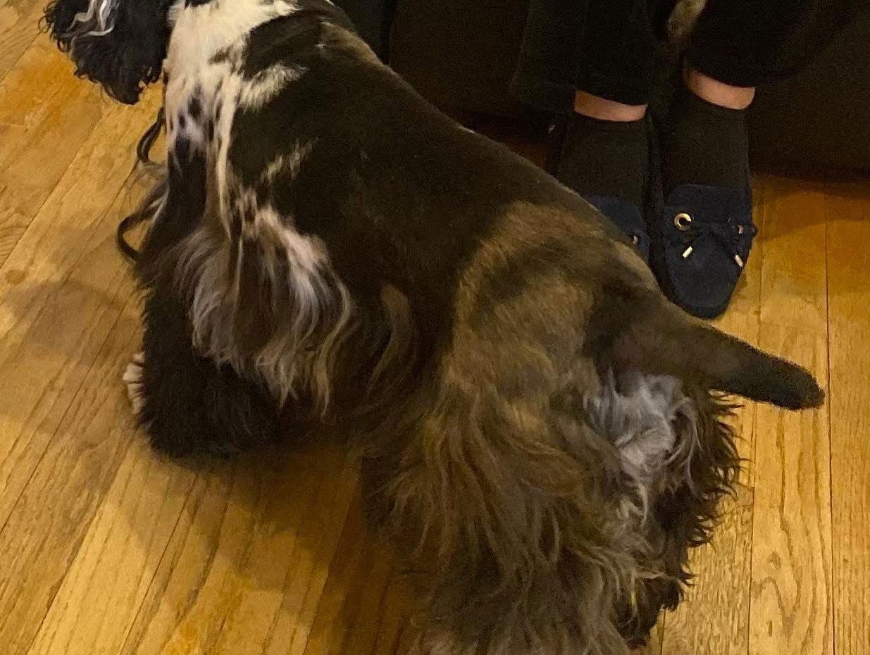 Enlarge Millie, a Adoptable Cocker Spaniel in Flushing, NY image 2/3