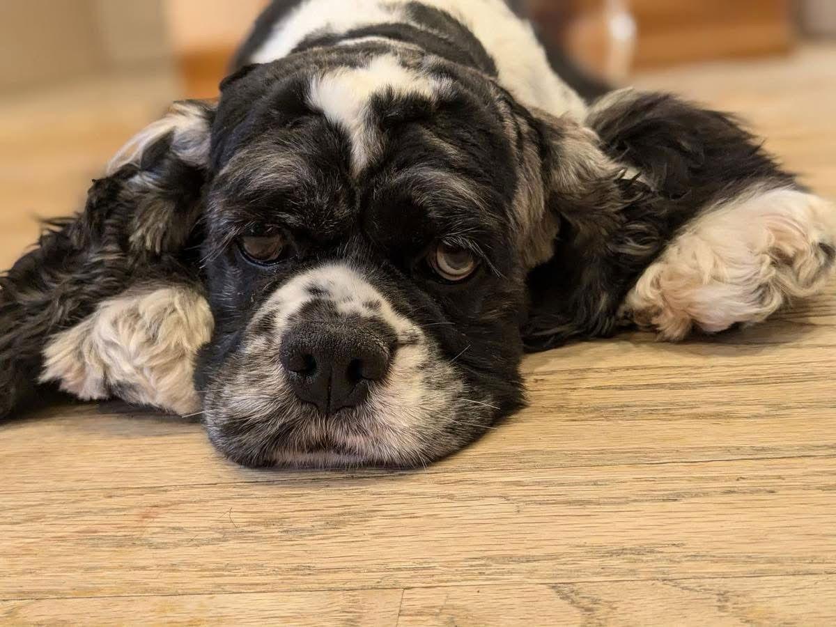 Enlarge Millie, a Adoptable Cocker Spaniel in Flushing, NY image 3/3