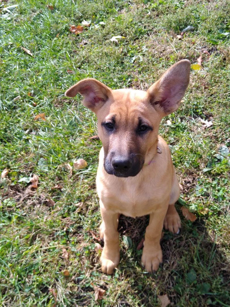 Enlarge Paisley, a Adopted mixed breed in Mountain Lake, MN image 1/6