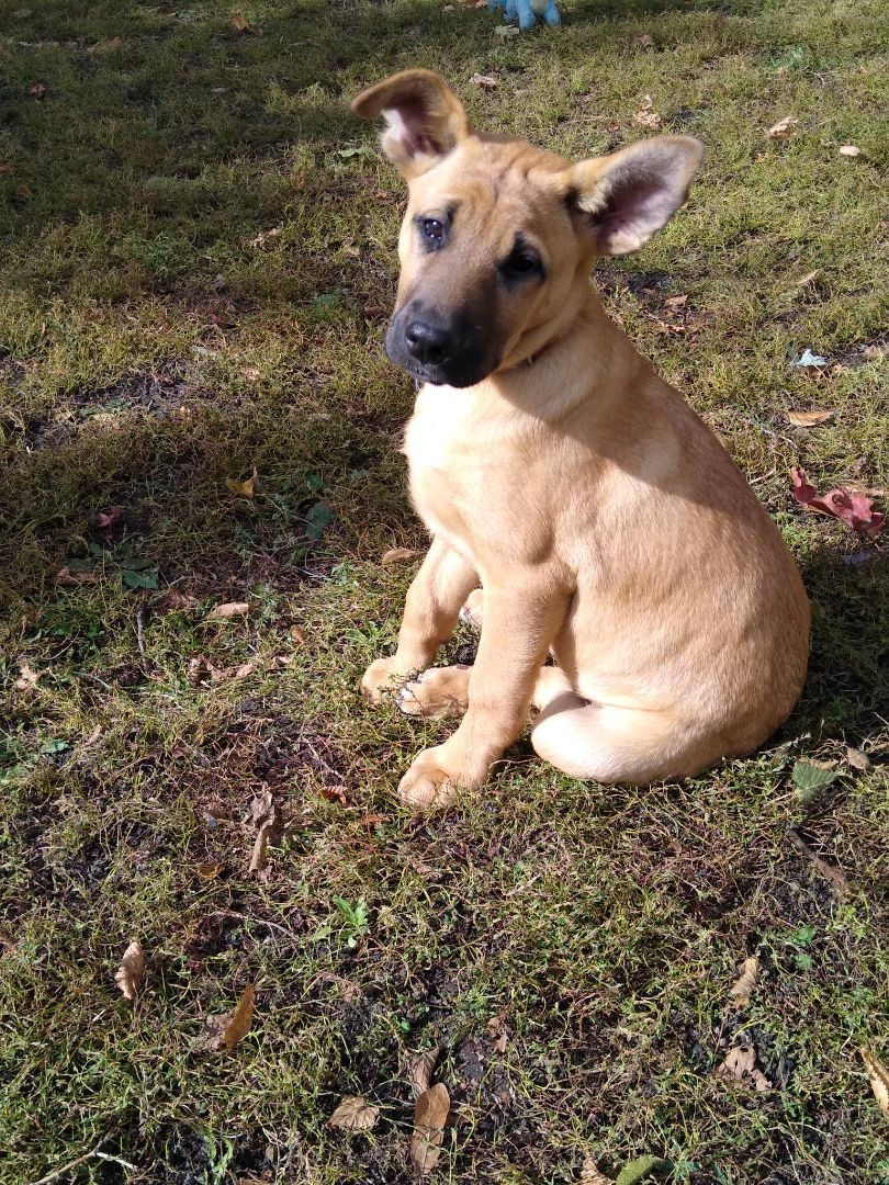 Enlarge Paisley, a Adopted mixed breed in Mountain Lake, MN image 2/6