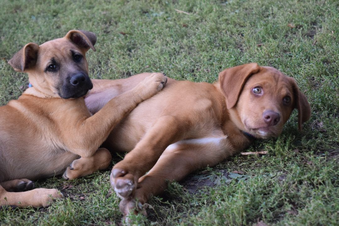 Enlarge Paisley, a Adopted mixed breed in Mountain Lake, MN image 3/6
