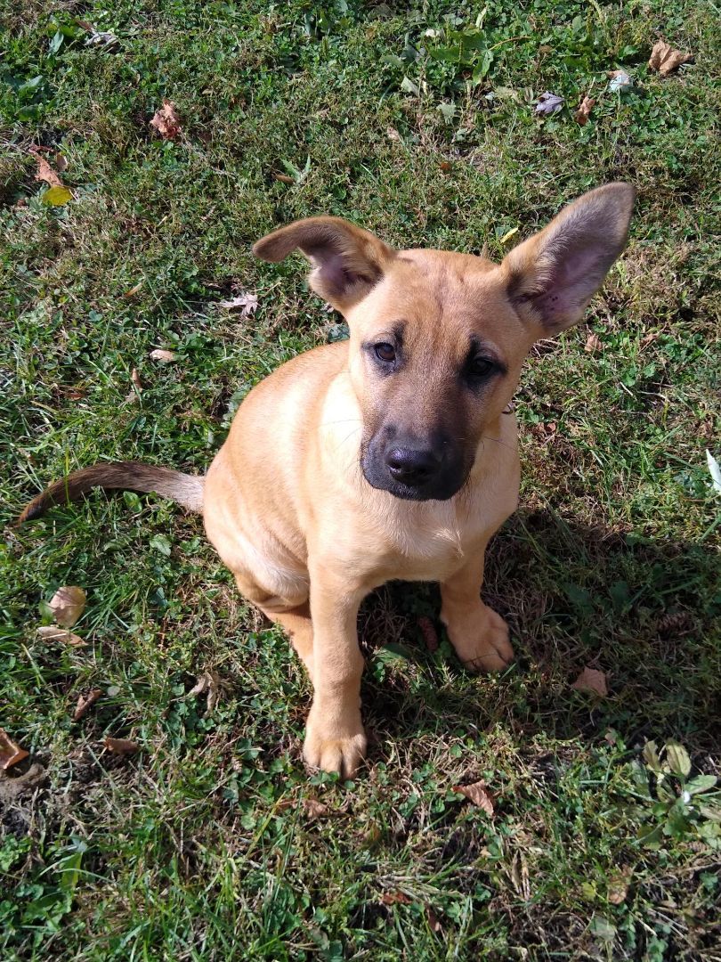 Enlarge Paisley, a Adopted mixed breed in Mountain Lake, MN image 5/6