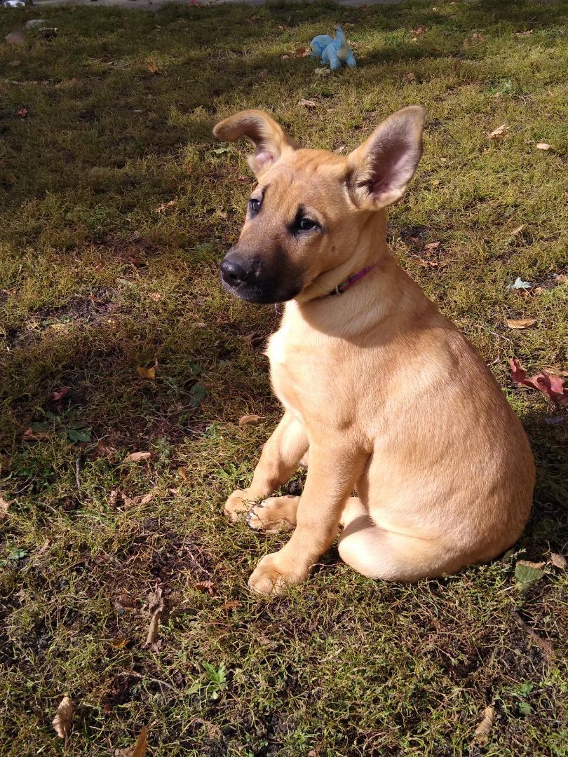 Enlarge Paisley, a Adopted mixed breed in Mountain Lake, MN image 6/6