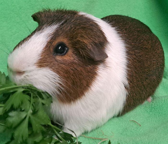 Tootsie, Adoptable, Adult Male Short-Haired.