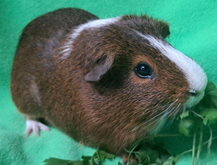 Enlarge Tootsie, a Adoptable Short-Haired in Gary, IN image 3/3