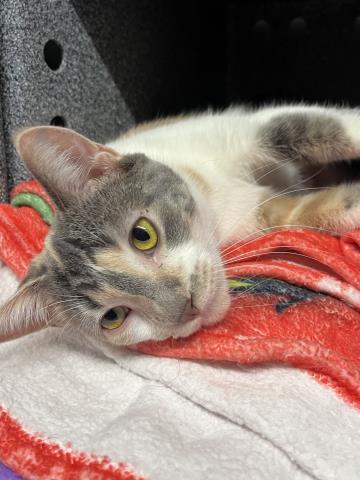 Enlarge LILLY, a Adoptable Domestic Short Hair in Clinton Township, MI image 1/1