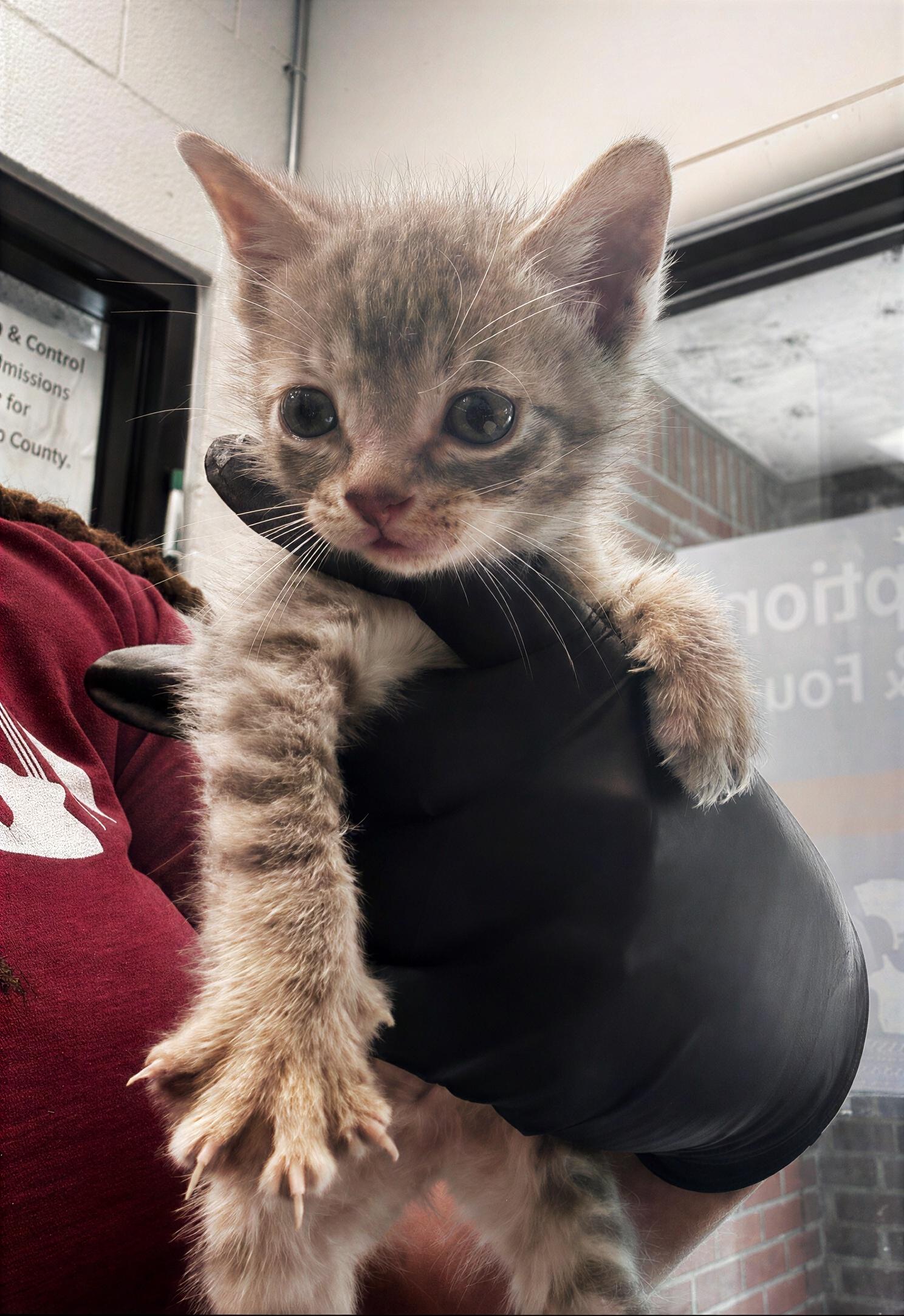 Ethel, adopted, Kitten Female Domestic Short Hair.