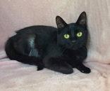7002 (Remi), Adoptable, Adult Female Domestic Short Hair.