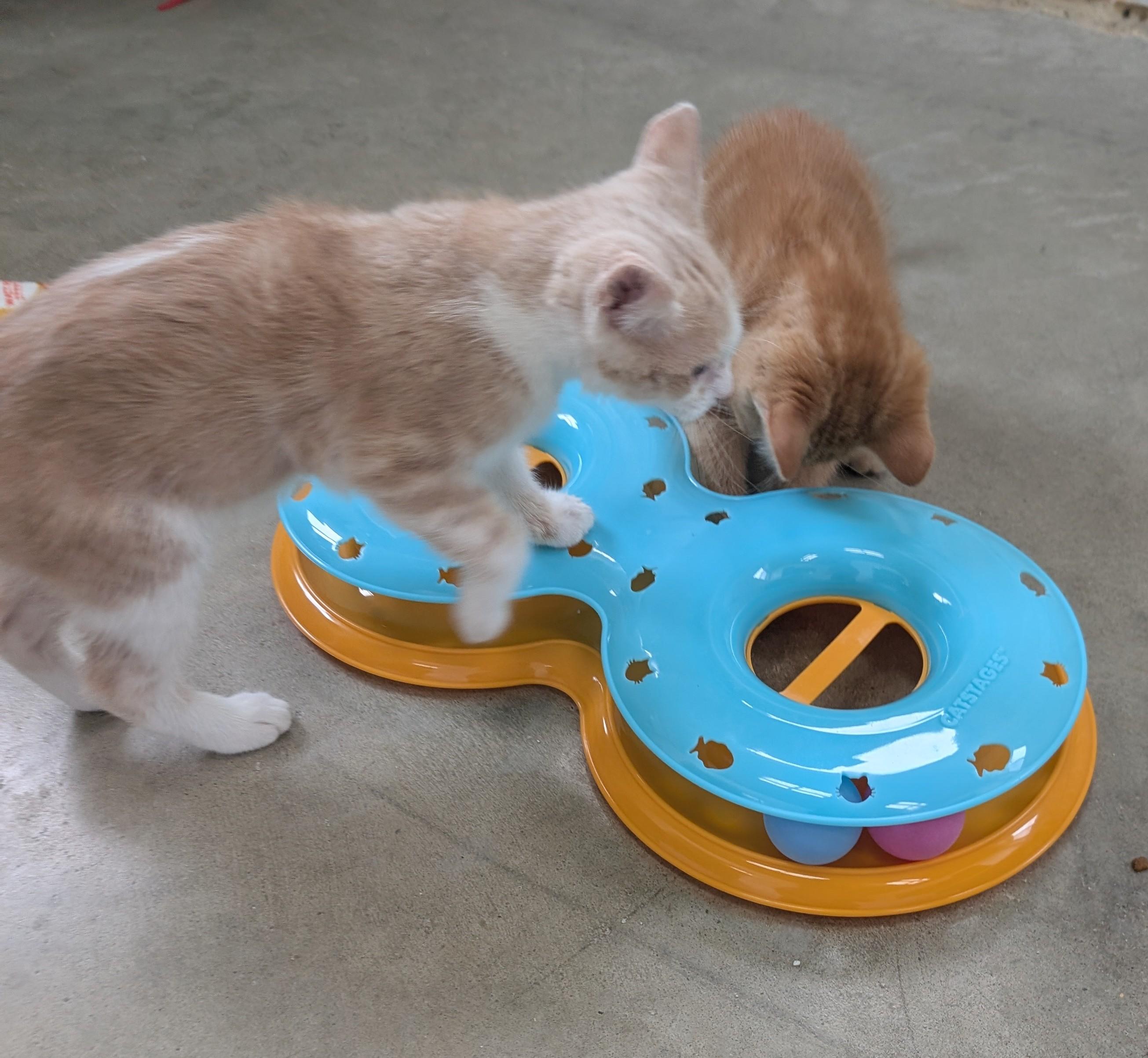 Lonnie, an adoptable Domestic Short Hair in New Ulm, MN image 4/6