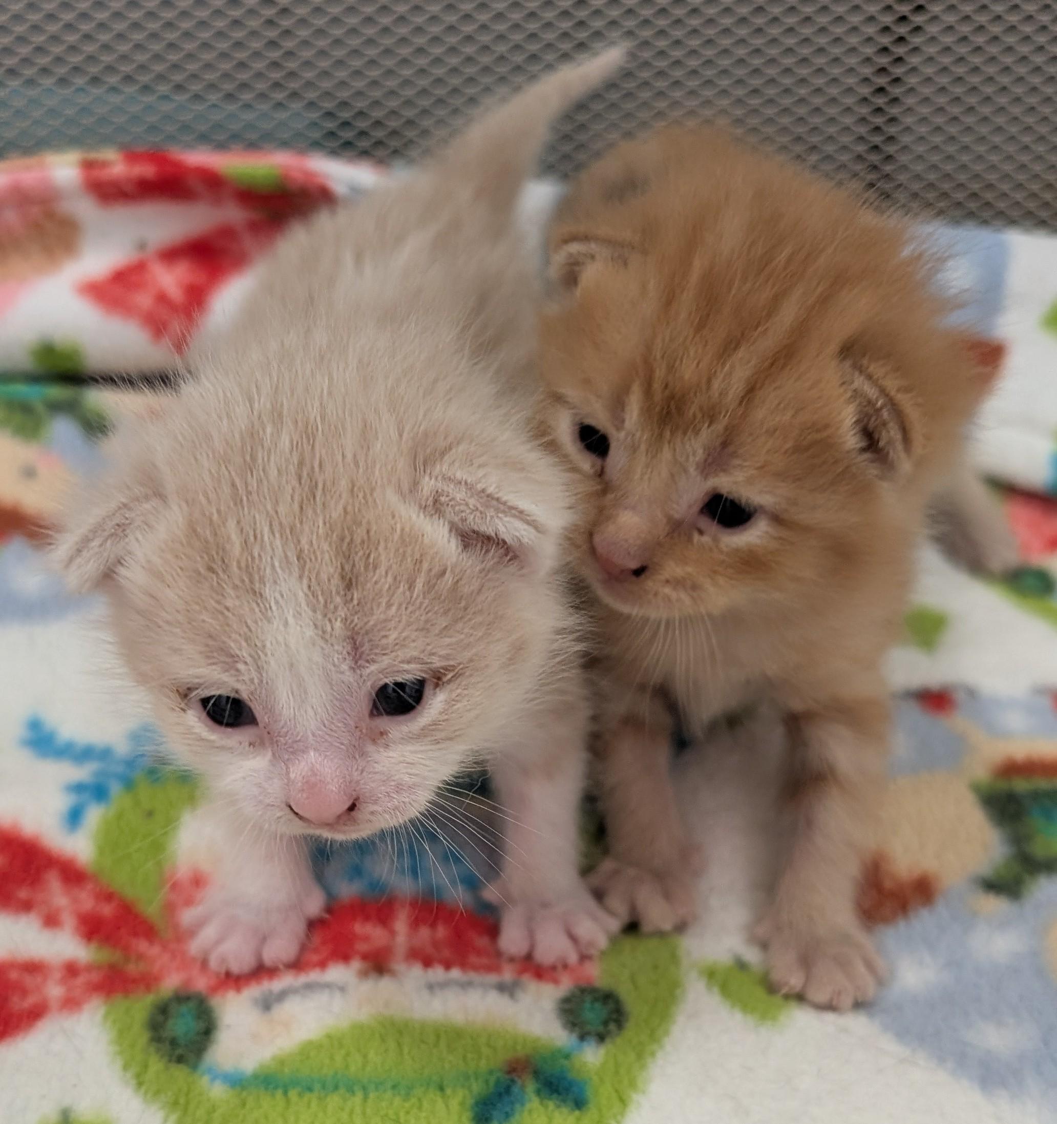 Lonnie, an adoptable Domestic Short Hair in New Ulm, MN image 5/6