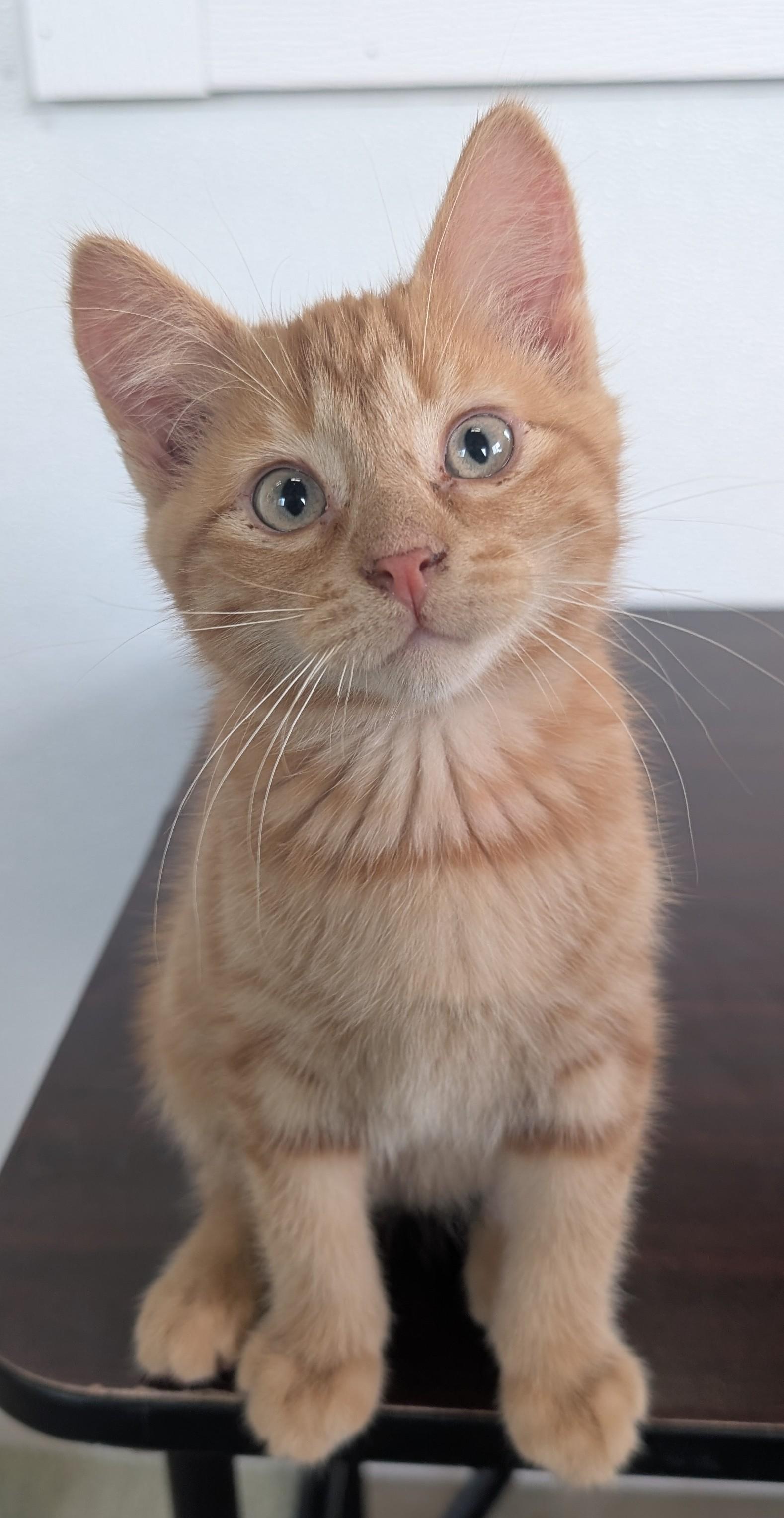 Lonnie, an adoptable Domestic Short Hair in New Ulm, MN image 1/6