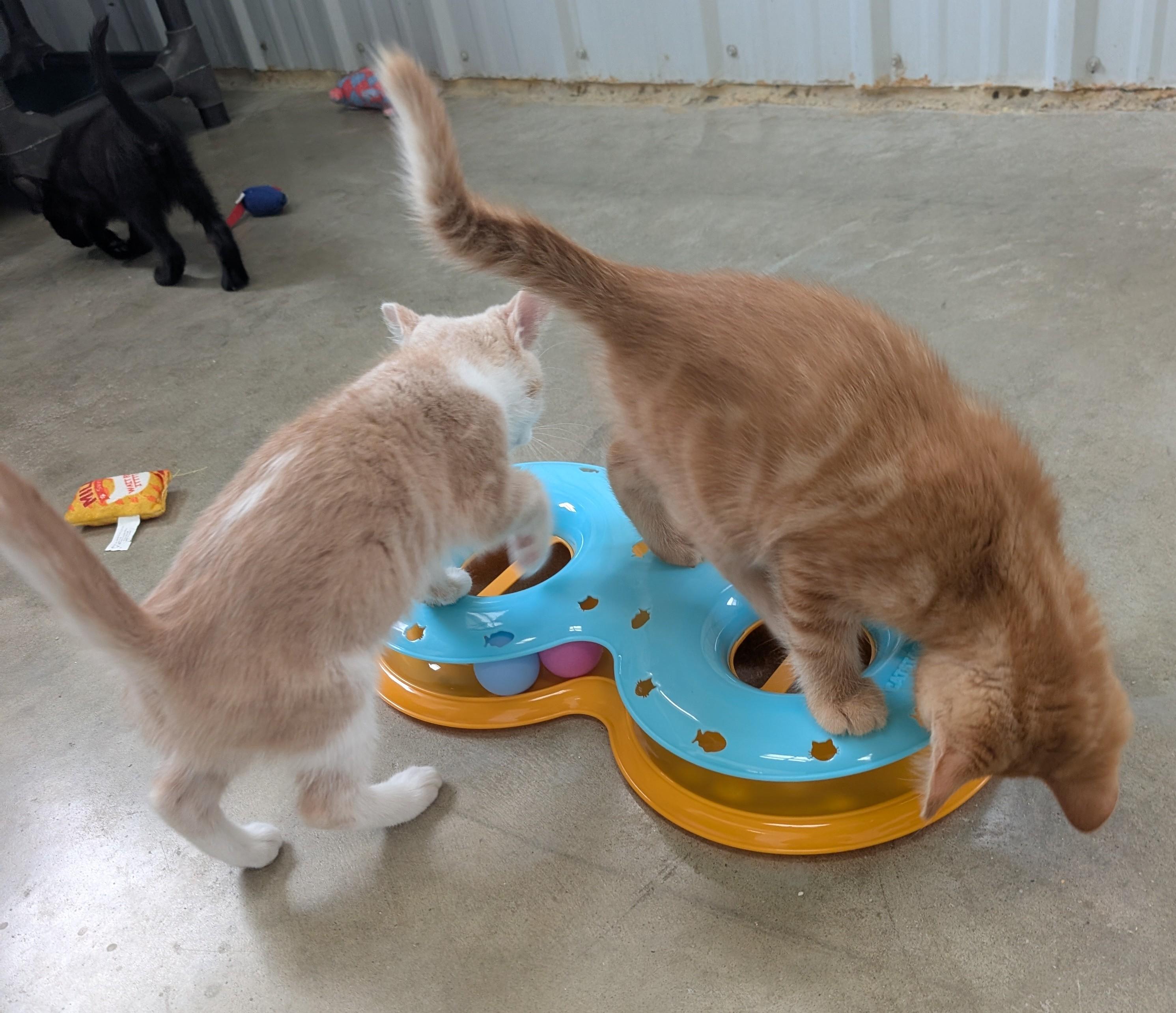 Lonnie, an adoptable Domestic Short Hair in New Ulm, MN image 3/6