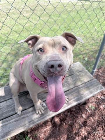 Enlarge AUTUMN, a Adoptable American Bulldog in Panama City, FL image 1/1