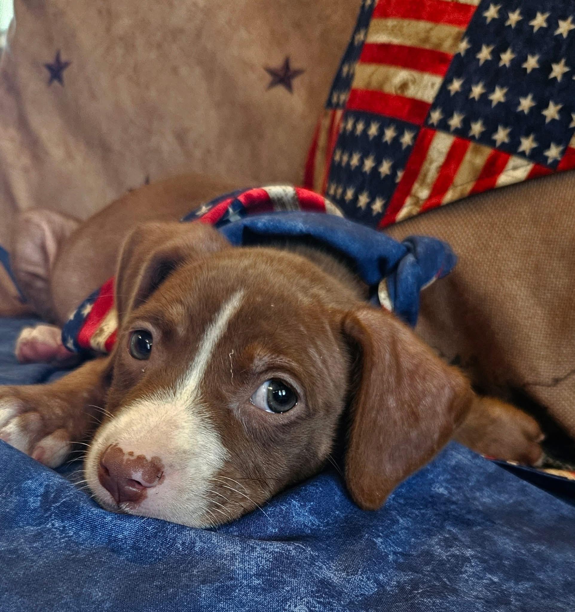 Jordan, Young Female American Staffordshire Terrier