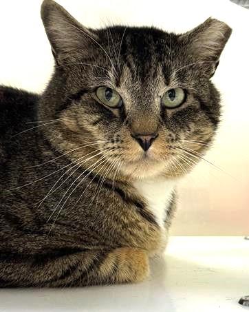 Enlarge DANGO, a Adoptable Domestic Short Hair in Boston, MA image 1/1