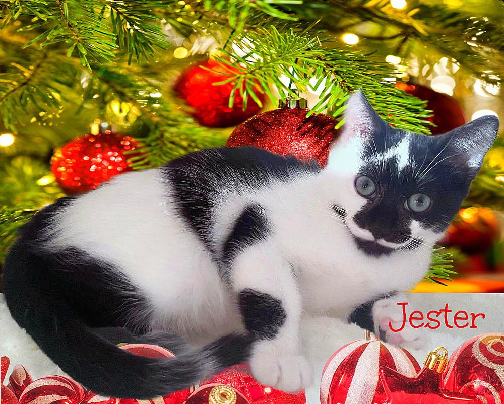 Enlarge Jester  *kitten*, a Adoptable Domestic Short Hair in Culpeper, VA image 2/4