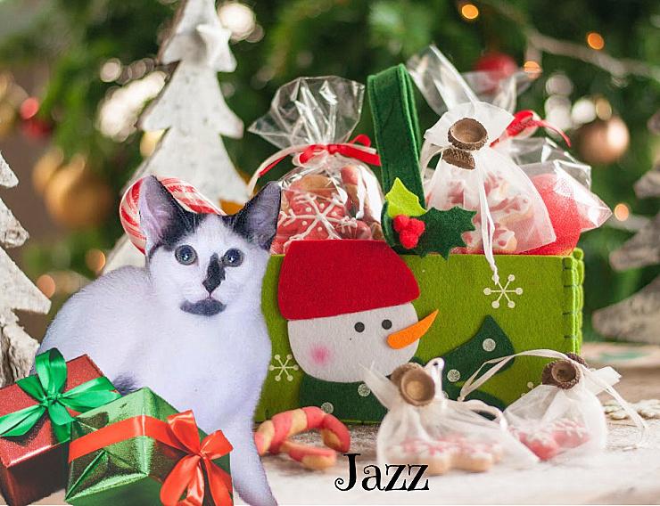 Enlarge Jester  *kitten*, a Adoptable Domestic Short Hair in Culpeper, VA image 3/4