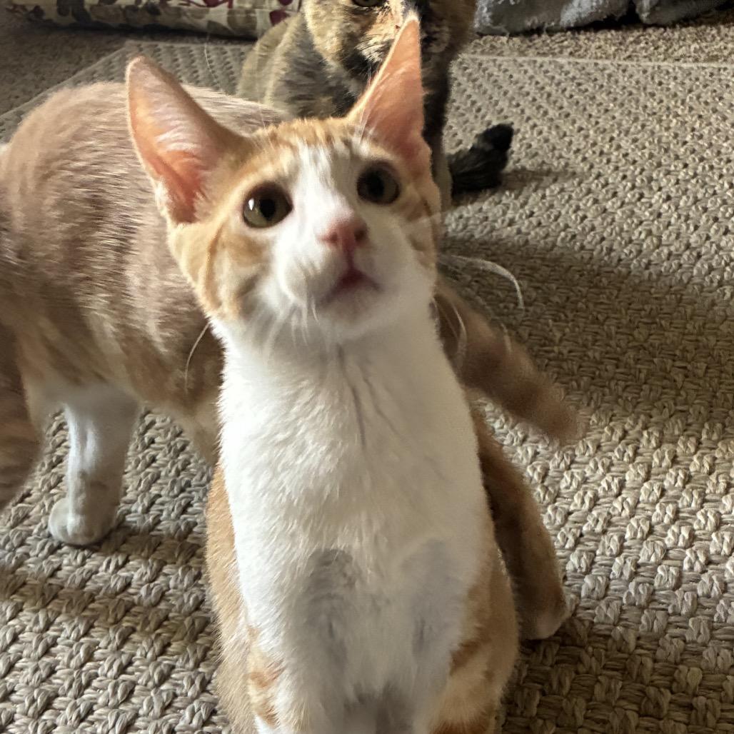 Ginger, a Adoptable Domestic Short Hair in Ferndale, WA image 1/6