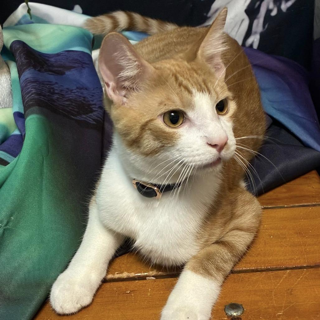 Ginger, a Adoptable Domestic Short Hair in Ferndale, WA image 2/6