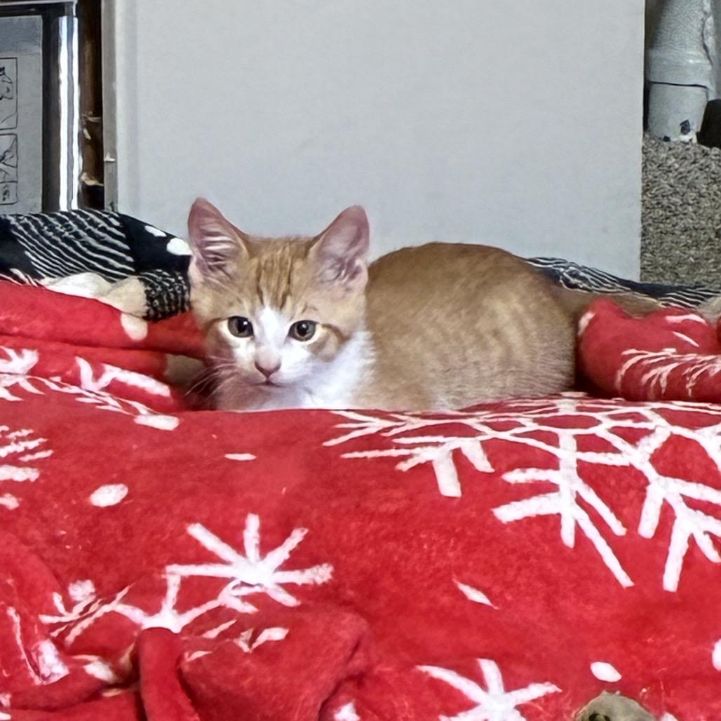 Ginger, Adoptable, Young Male Domestic Short Hair.