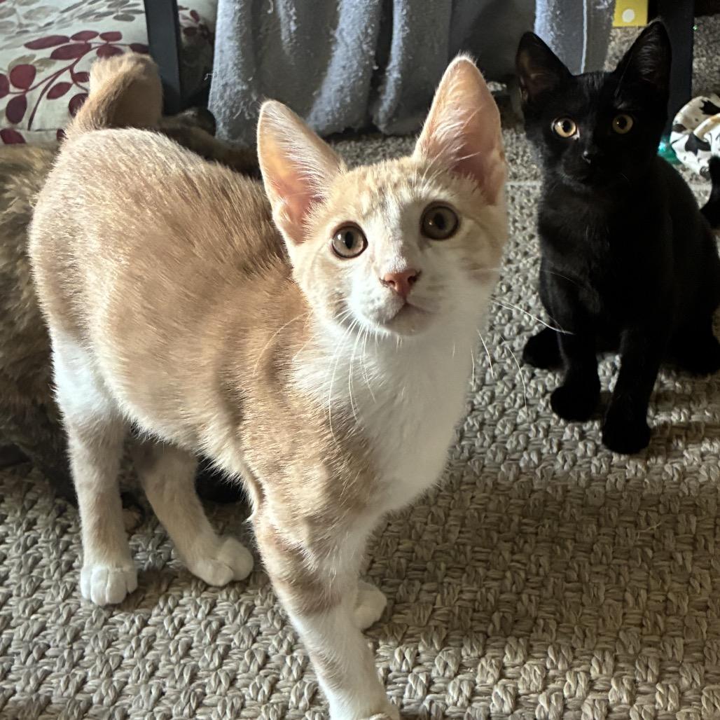 Enlarge Ginger, a Adoptable Domestic Short Hair in Ferndale, WA image 2/6