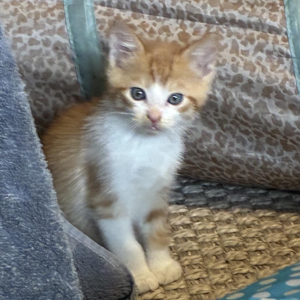 Enlarge Ginger, a Adoptable Domestic Short Hair in Ferndale, WA image 5/6