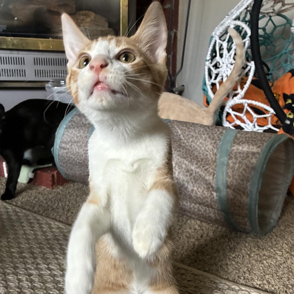 Enlarge Ginger, a Adoptable Domestic Short Hair in Ferndale, WA image 6/6