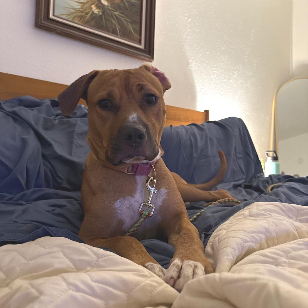 Tomlin — thumbnail 4