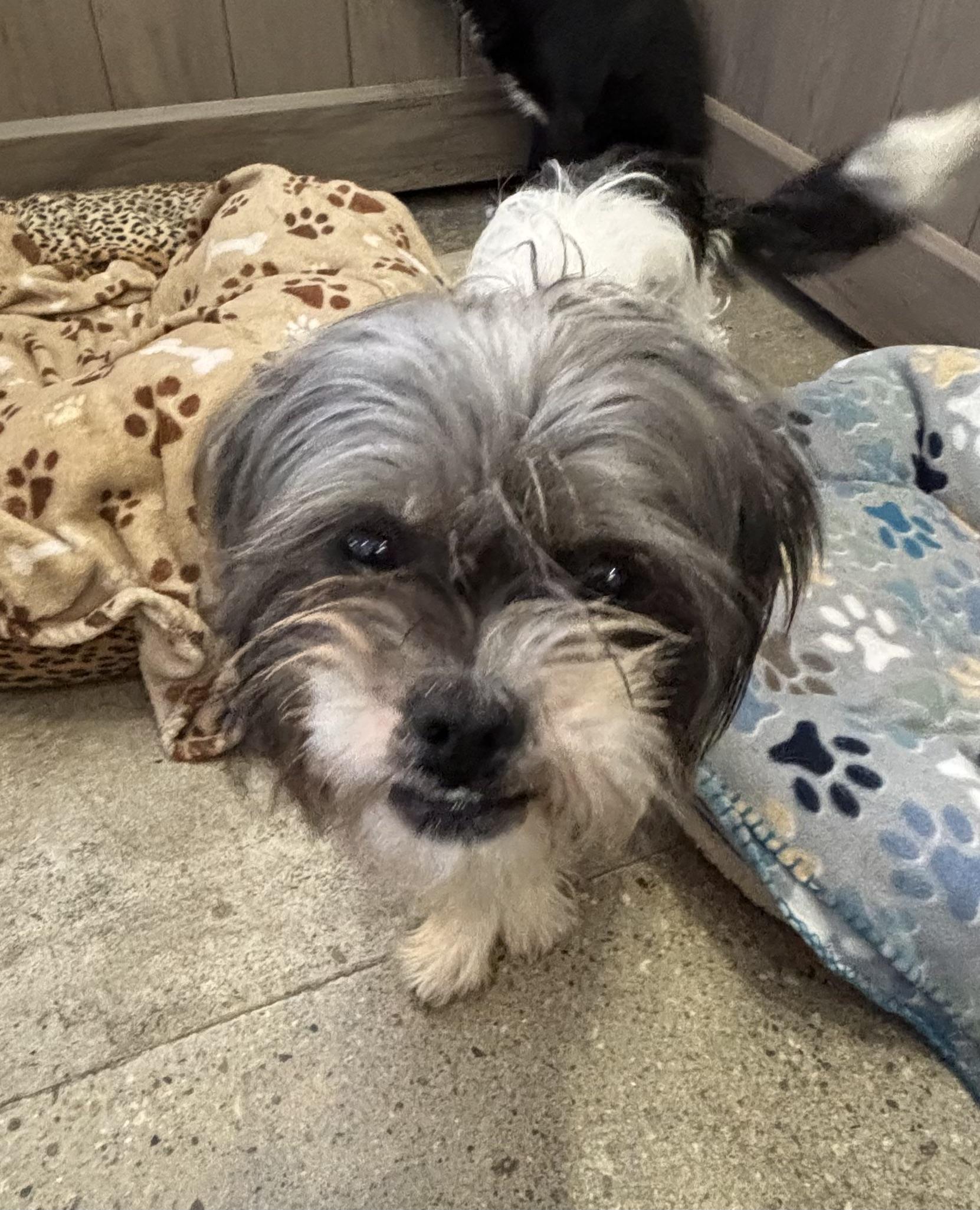 Enlarge Sarah Pawson, a ADOPTABLE Shih Tzu in Thousand Oaks, CA image 4/4