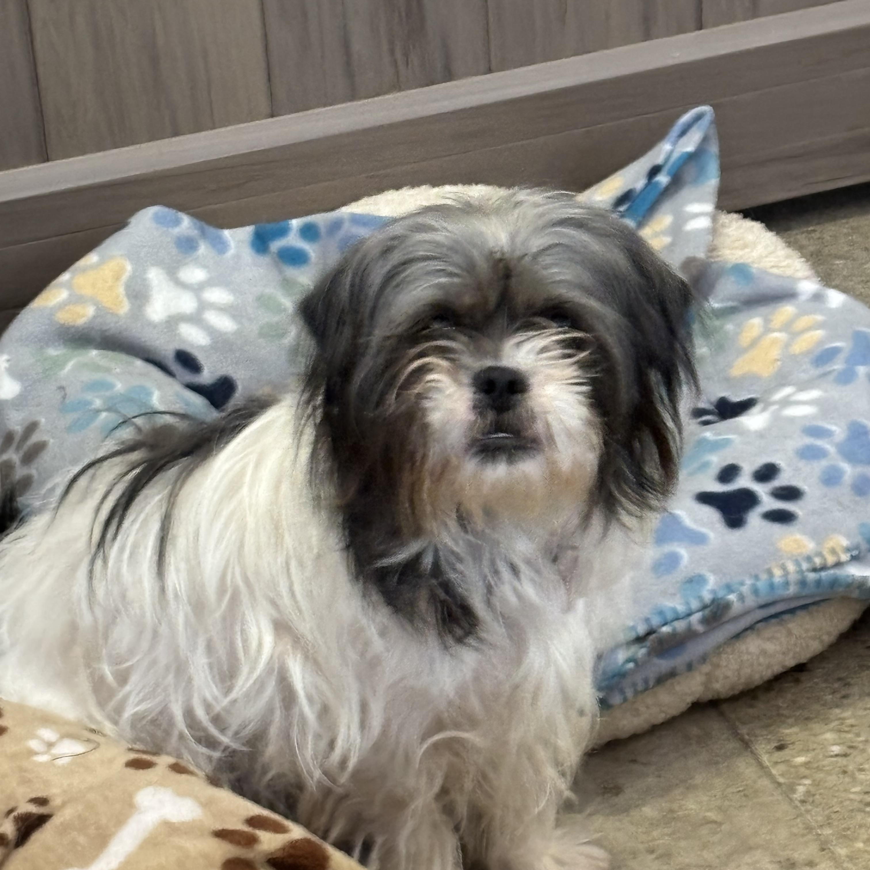 Enlarge Sarah Pawson, a ADOPTABLE Shih Tzu in Thousand Oaks, CA image 3/4