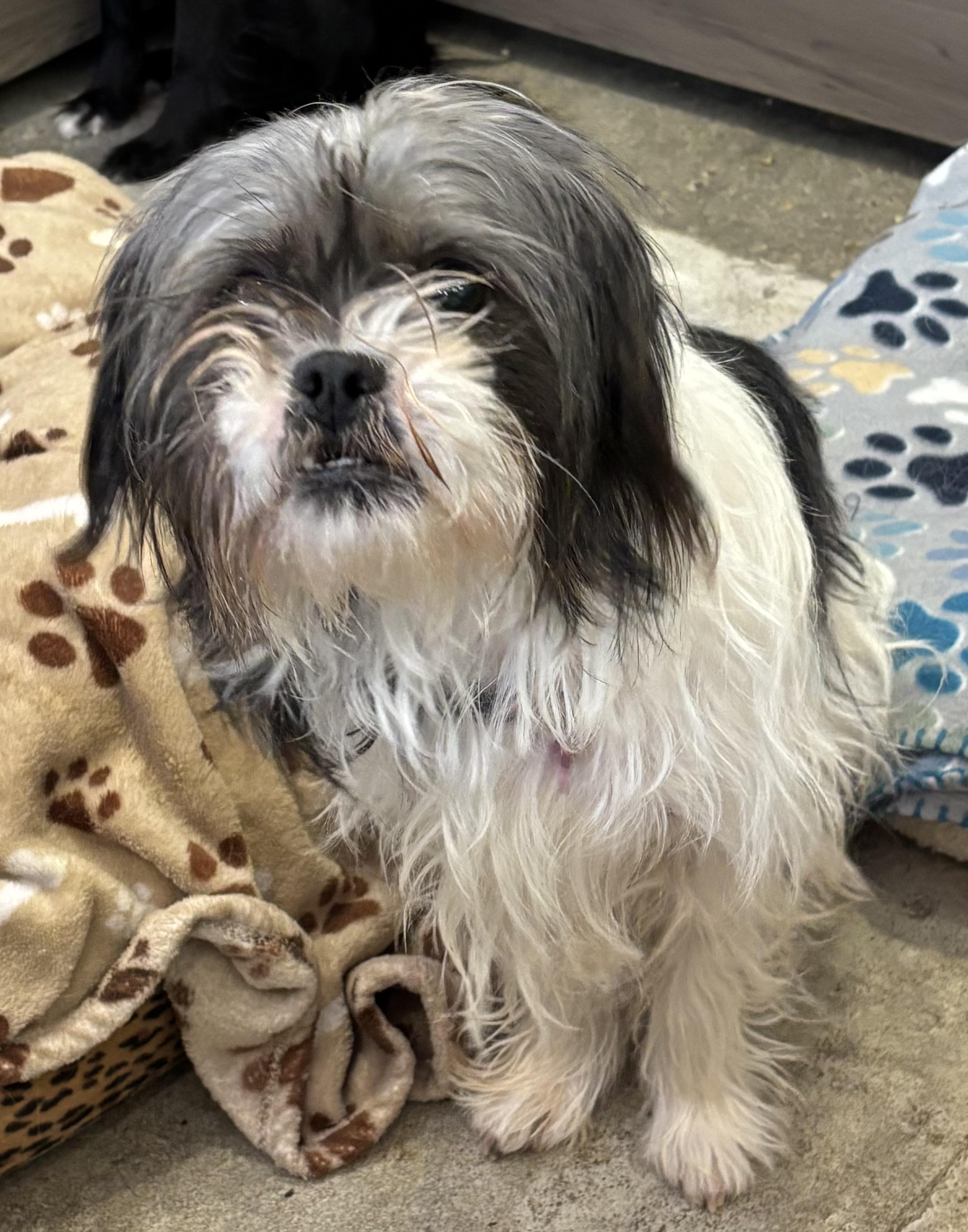 Enlarge Sarah Pawson, a ADOPTABLE Shih Tzu in Thousand Oaks, CA image 2/4