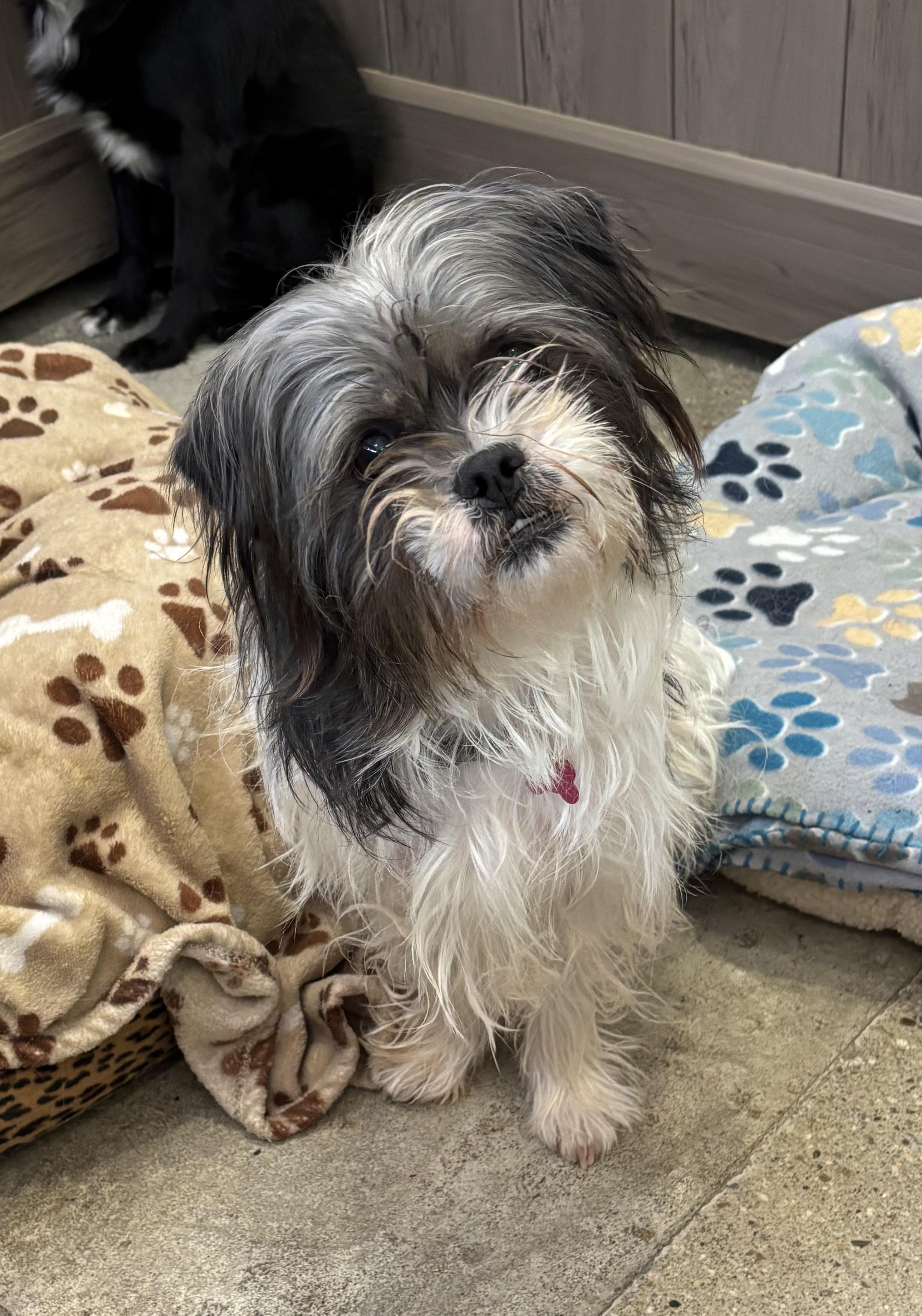 Enlarge Sarah Pawson, a ADOPTABLE Shih Tzu in Thousand Oaks, CA image 1/4