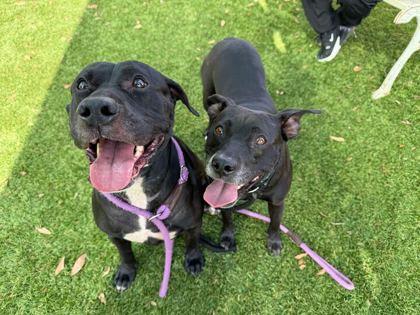 Enlarge Happy - 1, a Adoptable mixed breed in Daytona Beach, FL image 1/2