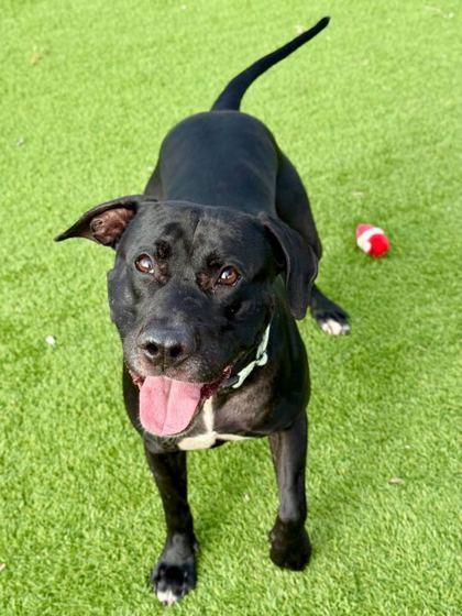 Enlarge Happy - 1, a Adoptable mixed breed in Daytona Beach, FL image 2/2