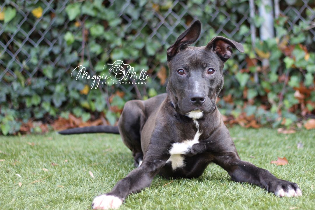 Enlarge Honest Abe, a Adoptable mixed breed in Port Washington, NY image 2/4