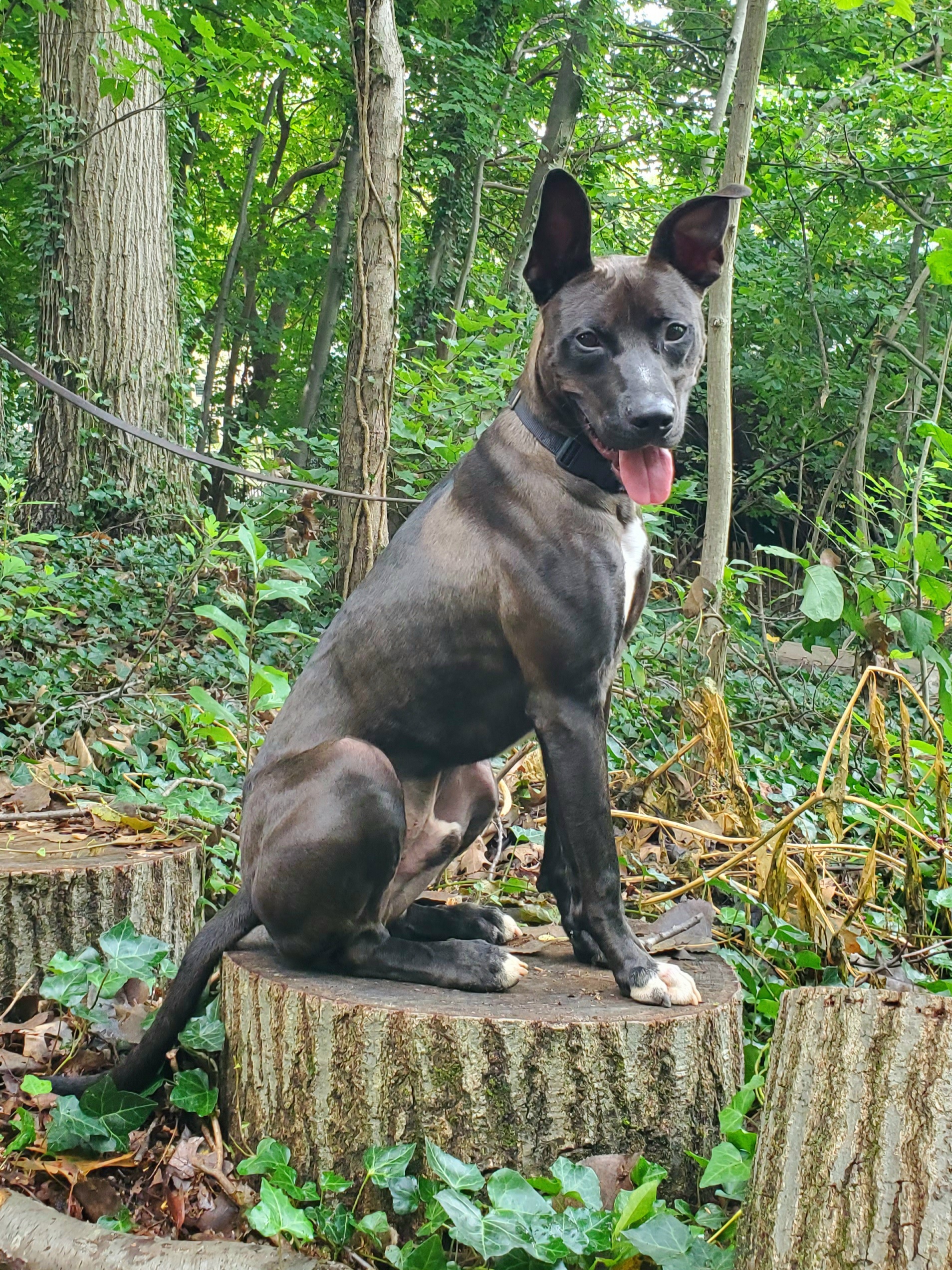 Enlarge Honest Abe, a Adoptable mixed breed in Port Washington, NY image 3/4