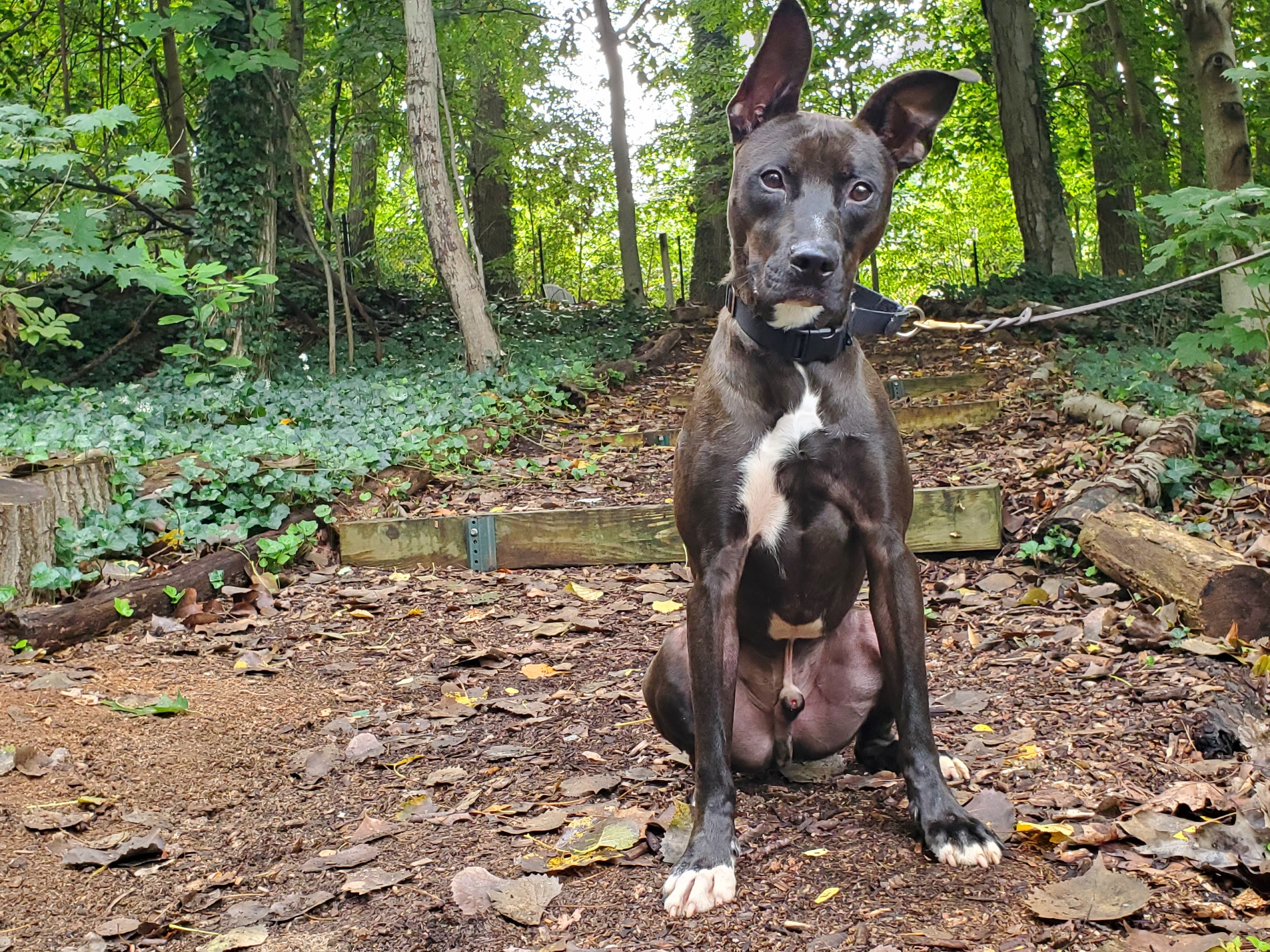 Honest Abe, Adoptable, Young Male Pit Bull Terrier & Shepherd.