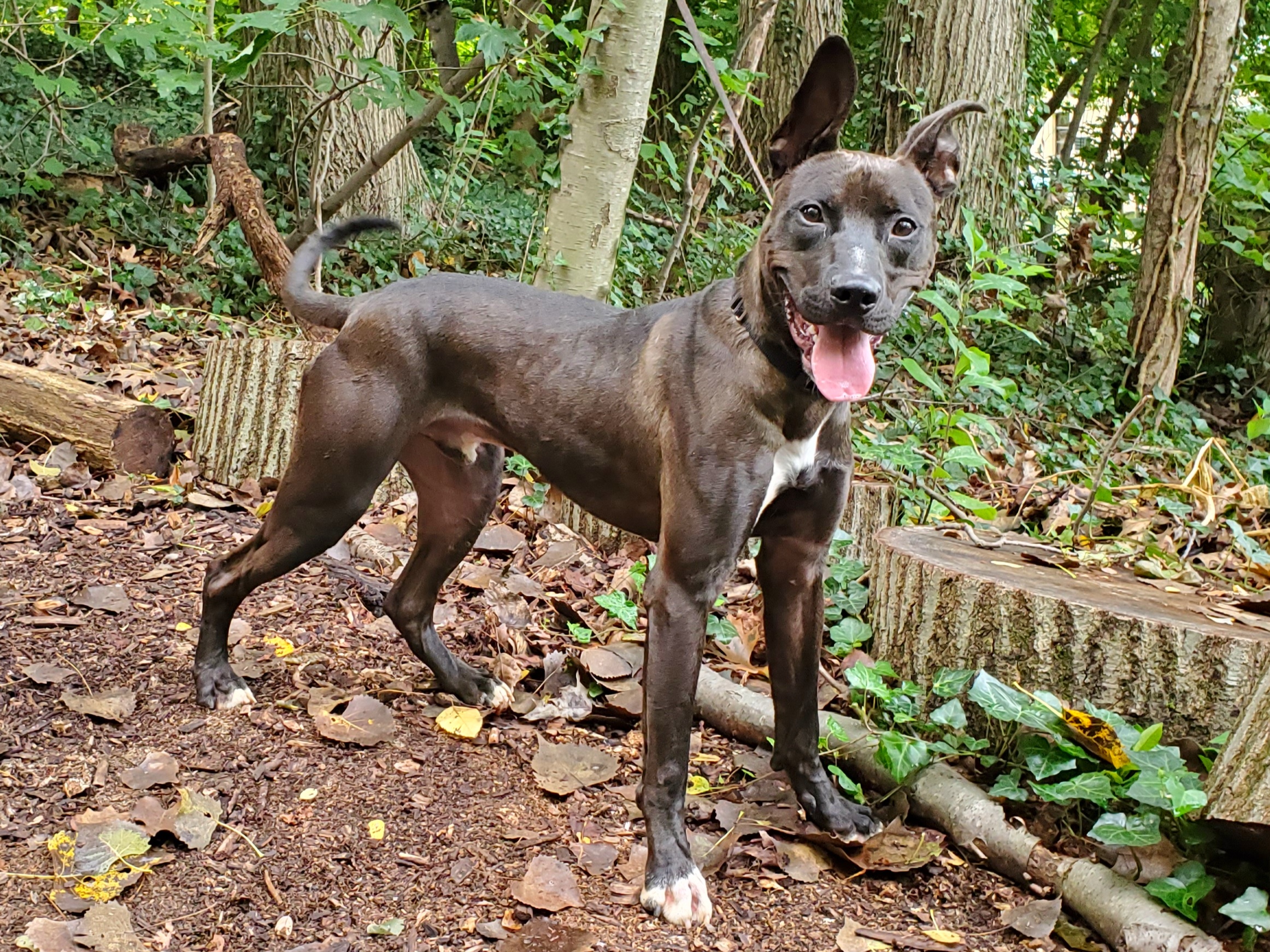 Enlarge Honest Abe, a Adoptable mixed breed in Port Washington, NY image 4/4