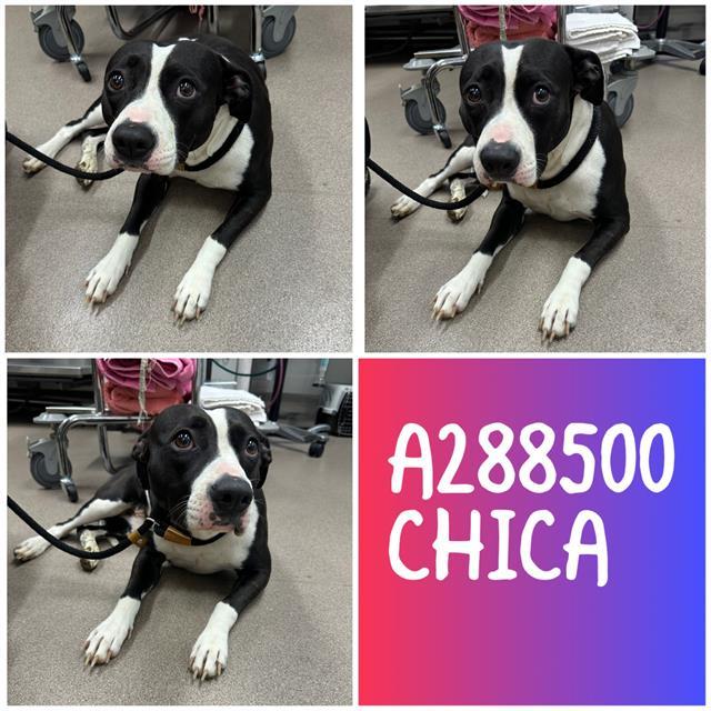 CHICA, Adoptable, Young Female Mixed Breed.