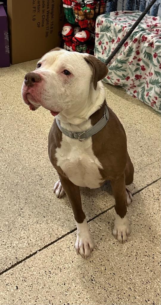 Gronk, Adoptable, Adult Male Pit Bull Terrier.