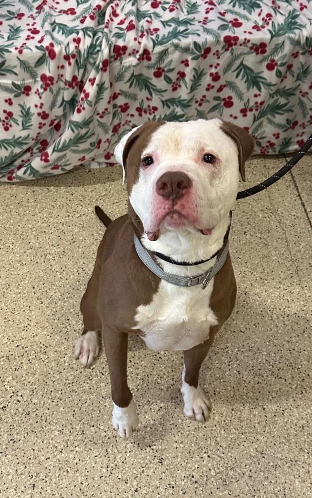 Enlarge Gronk, a Adoptable Pit Bull Terrier in Newberg, OR image 2/2