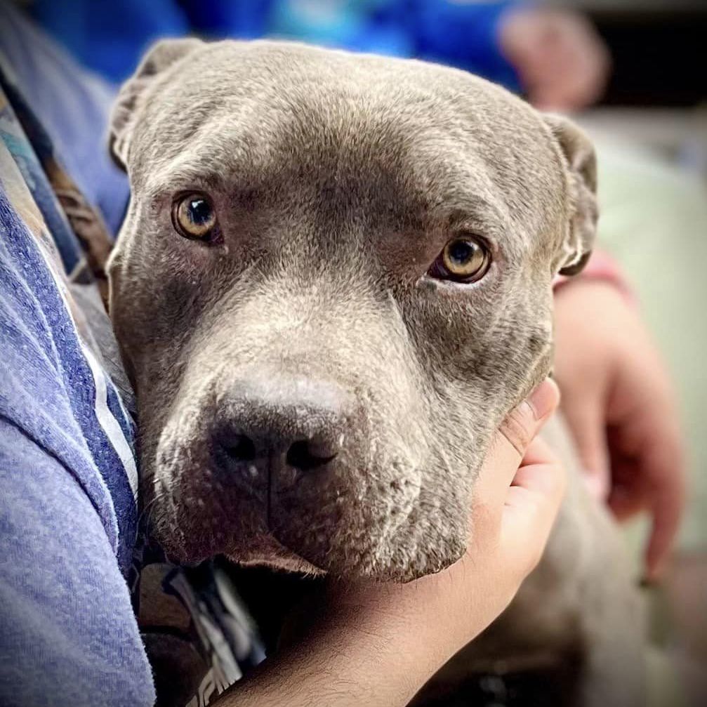 Chance, a Adoptable mixed breed in Georgetown, TX image 2/5