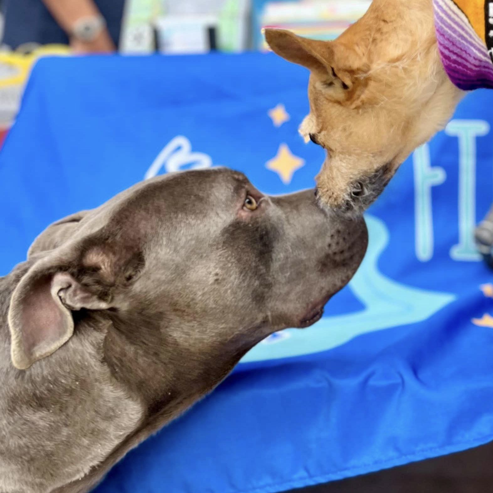Chance, a Adoptable mixed breed in Georgetown, TX image 3/5