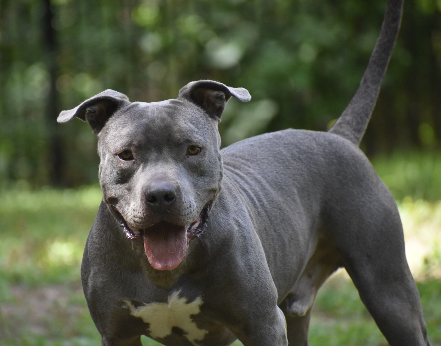 Chance, Young Male Pit Bull Terrier